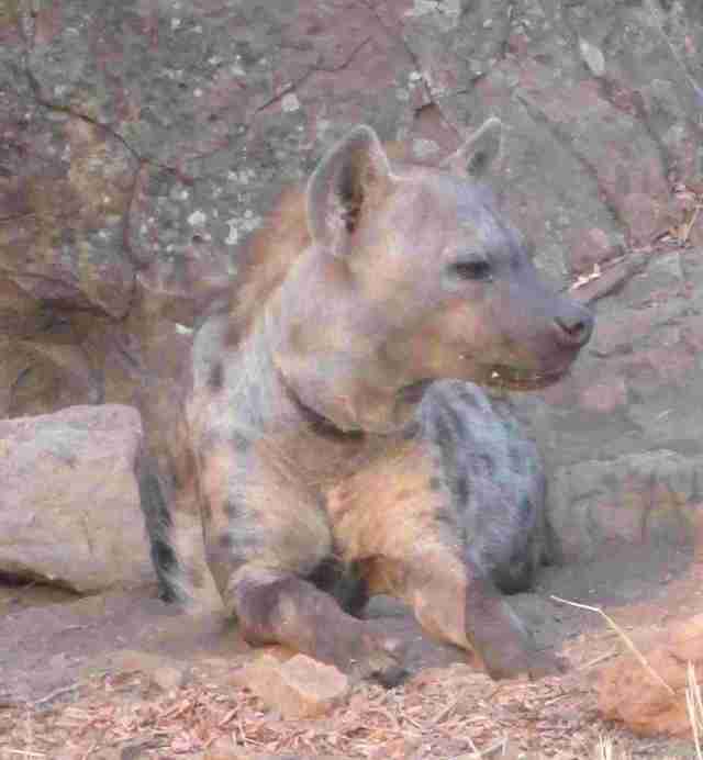 hyena mum guarding her den