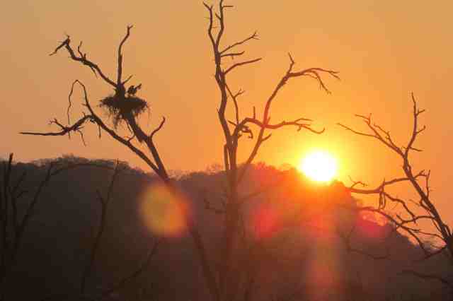 juvenile fish eagle on his nest 