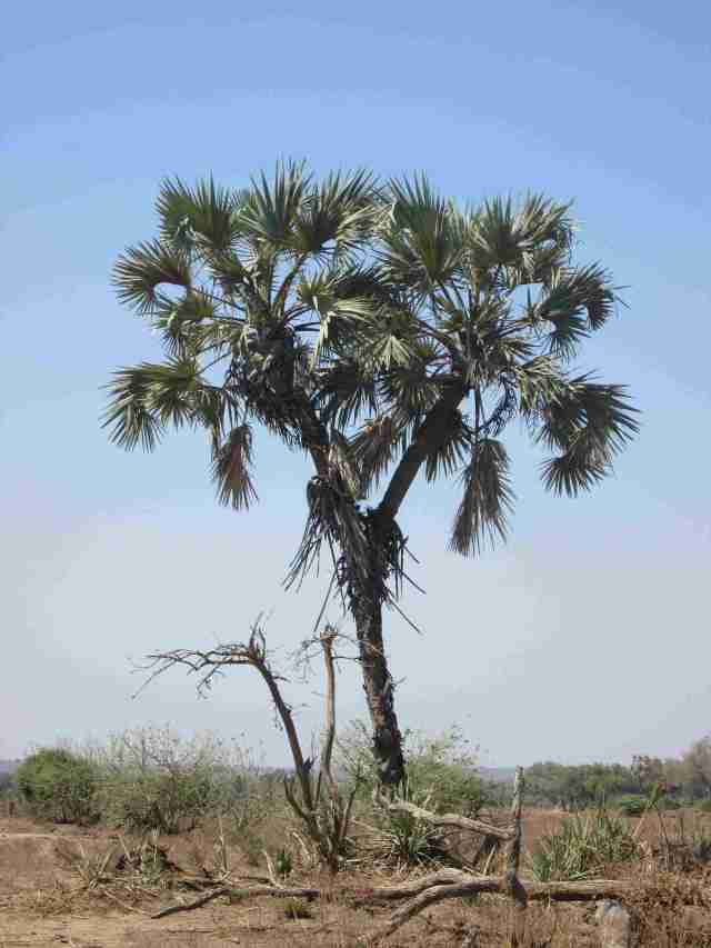 lala palms sometimes grow split stems