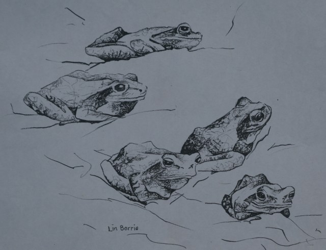Lin Barrie sketch of Chiromantis tree frogs