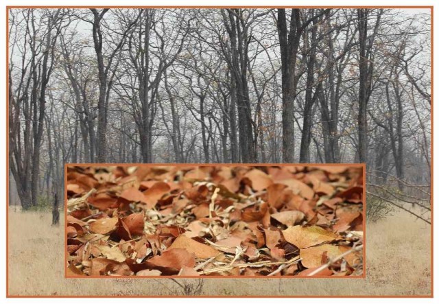 mopani leaves and trunks