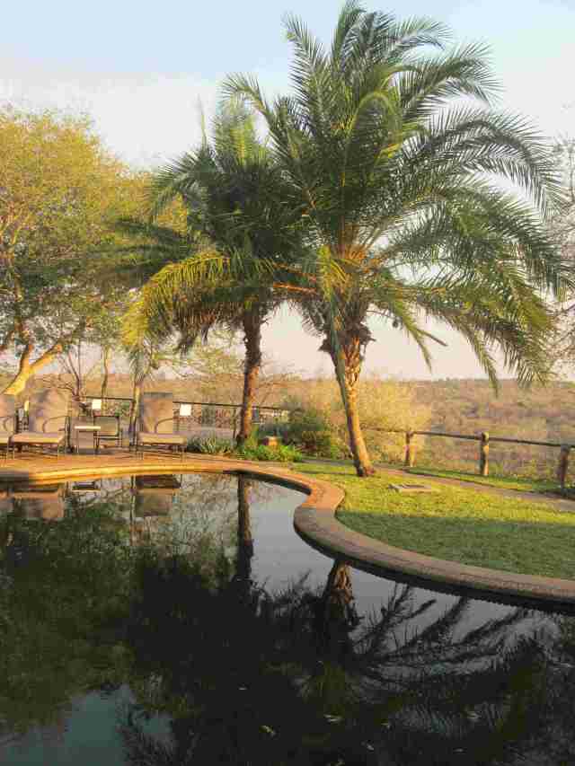 Phoenix reclinata palms at Chilo Gorge Lodge 