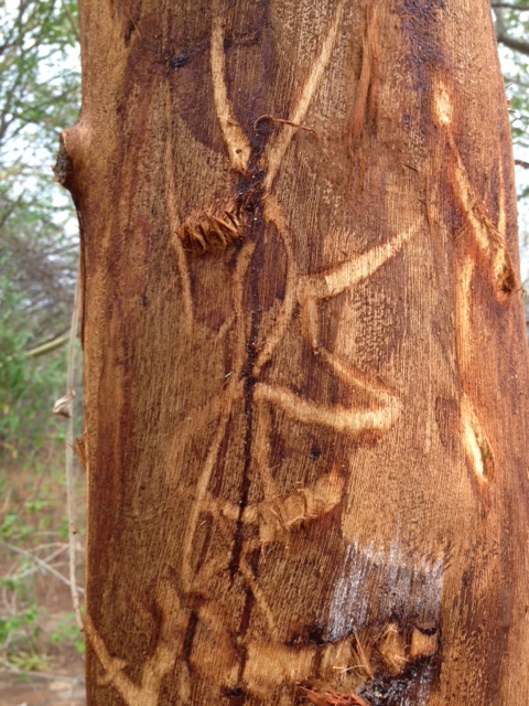 elephant hieroglyphs in the bark of a doomed tree...