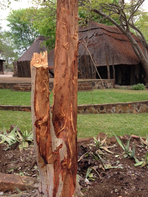 elephants have stripped the bark of this fig...