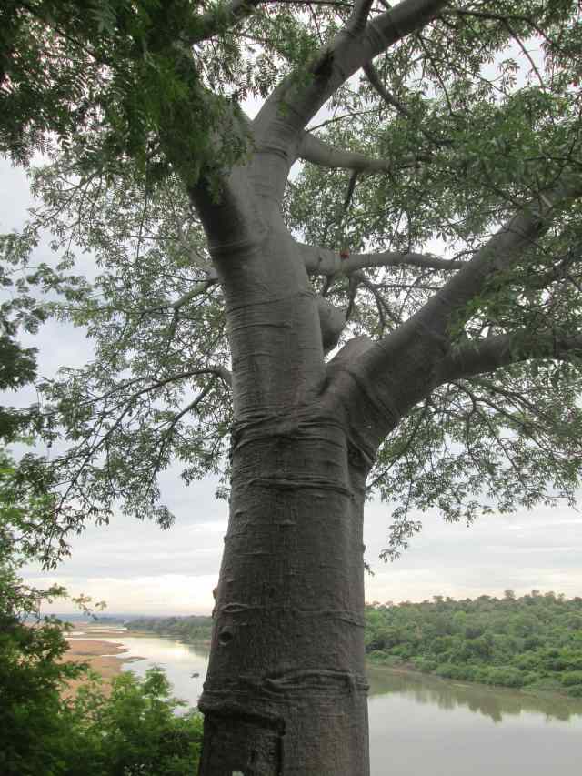 baobab tree and rainy sky