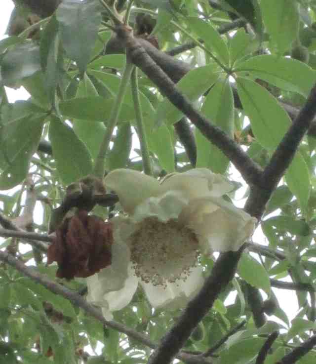 baobab flower on tree