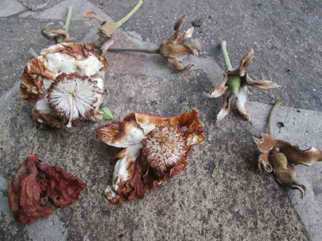 baobab flowers and pods