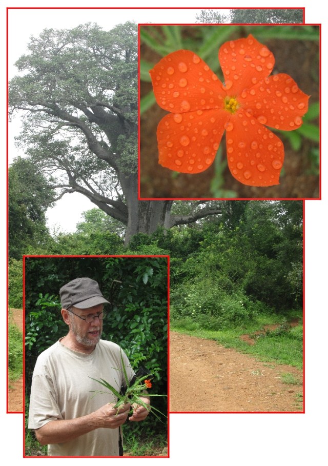 Bart and longipedunculata