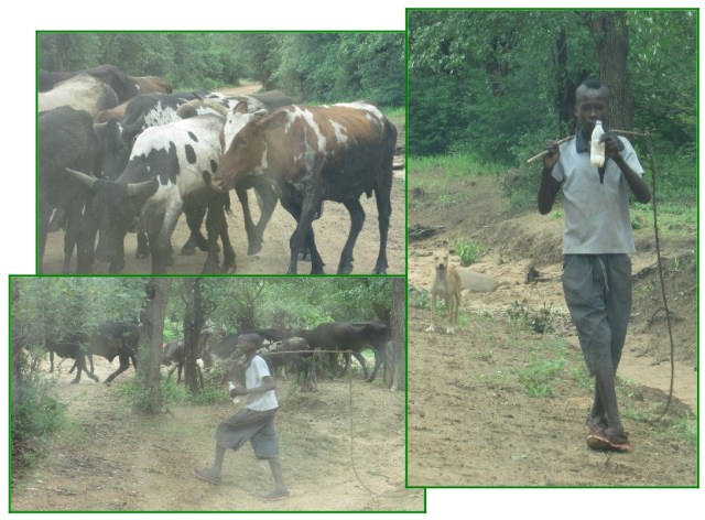 cattle herder and his Nguni cattle...