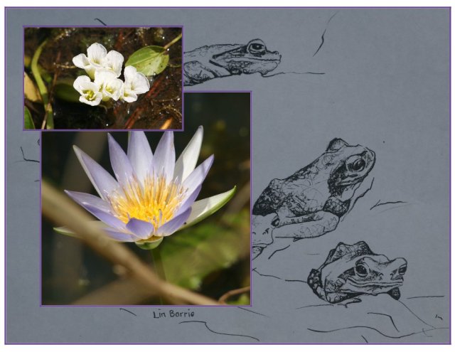 chiromantis frogs and water lilies