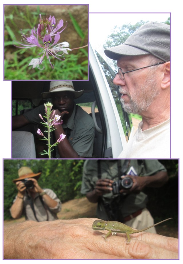 cleome, chameleon, Thomas and Bart...