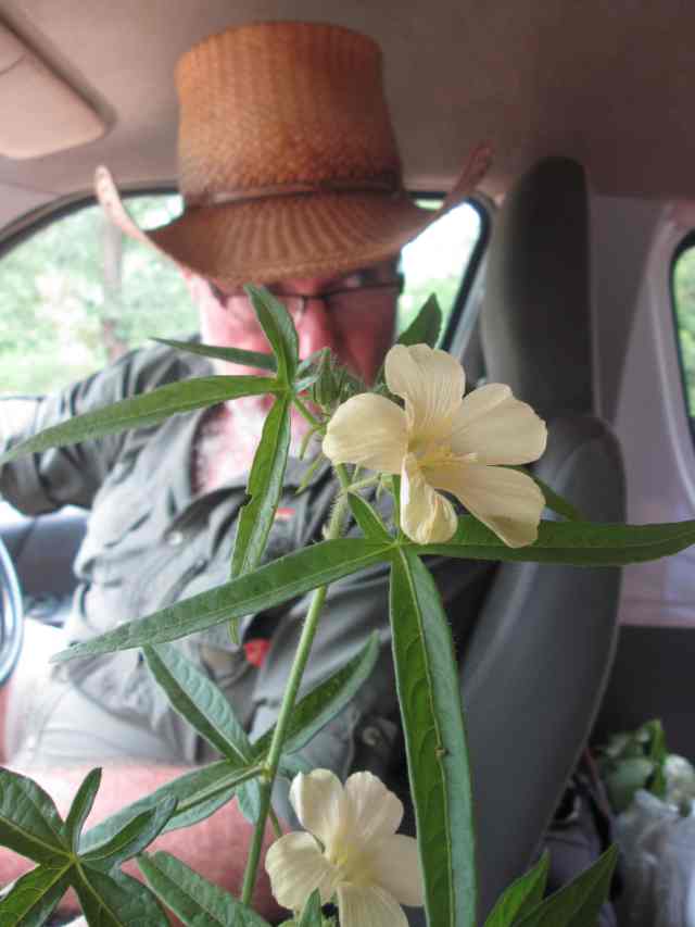 Clive gets a lesson in hibiscuses from Bart....