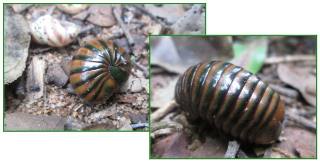 fat millipede and hitchhikers...
