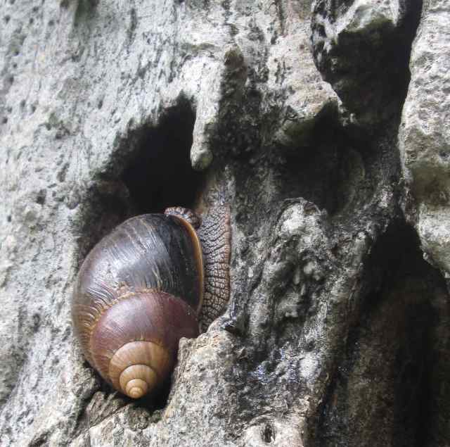 Giant land snail in peg hole on baobab trunk...