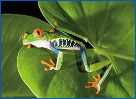 gorgeous tree frog