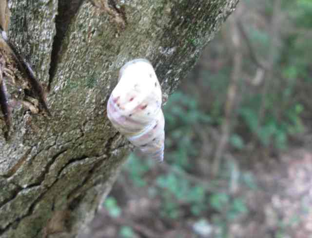 interesting little snail in the sand forest