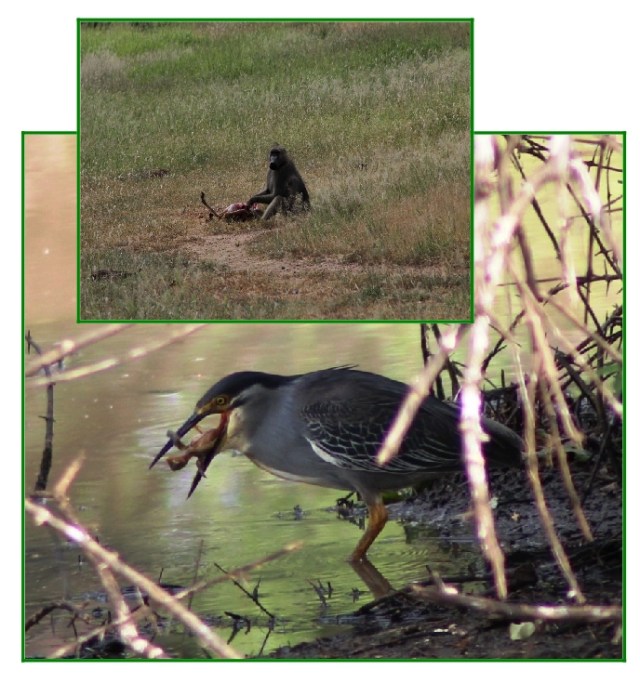 Lionel Muzengi-Guide's report of unusual predators!