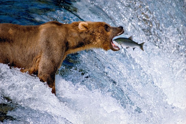Catch of the Day-An Alaskan brown bear perfectly positions himself above Brooks Falls to catch a leaping salmon.
