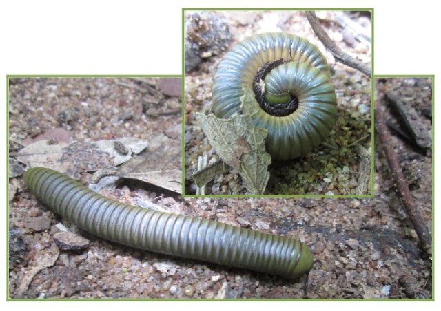 gorgeous green millipede