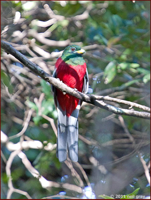 Narina trogon -photograph by Neil Gray