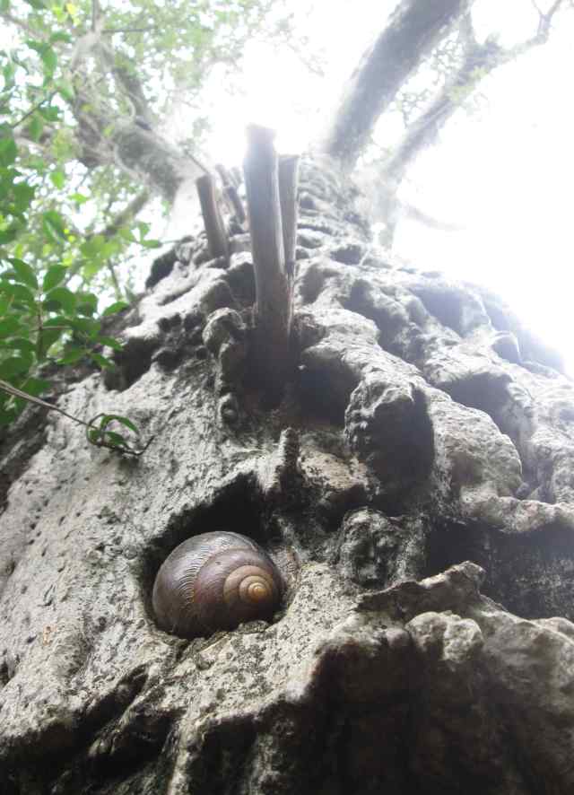 Pegs and giant land snail