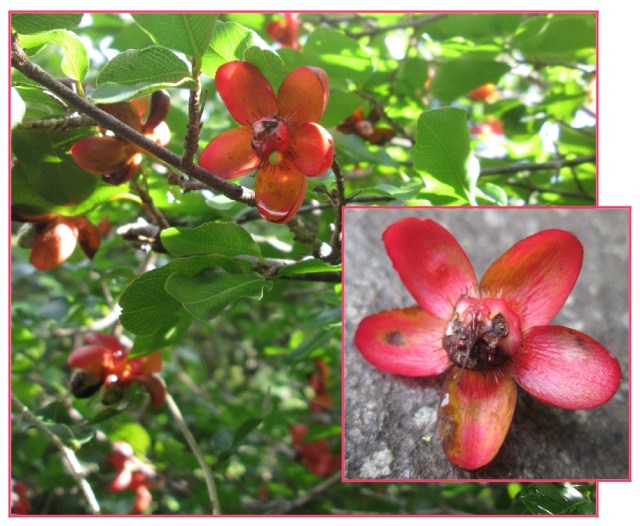 Ochna inermis-red summer beauty