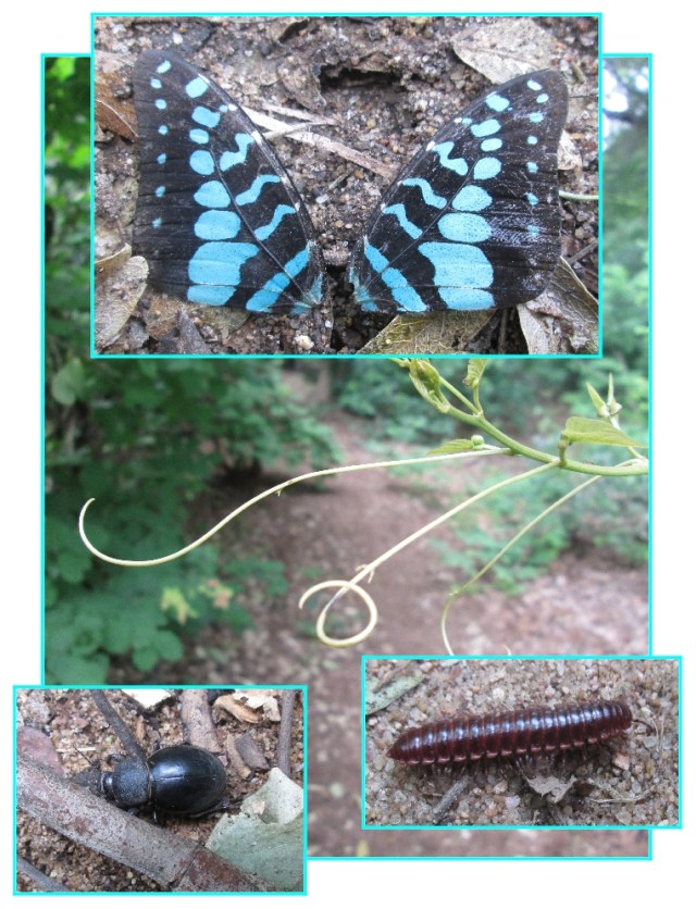 the secret path in the sand forest