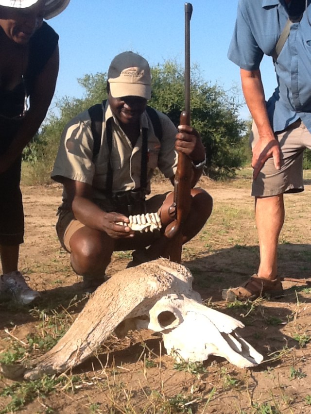 Thomas Mutombeni, Chief guide at Chilo Gorge safari Lodge