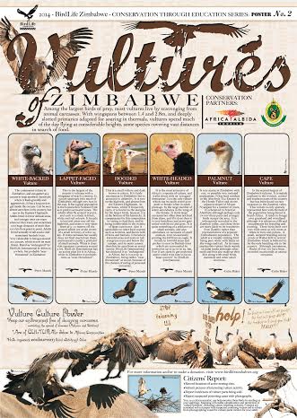 Vulture Poster by Birdlife Zimbabwe