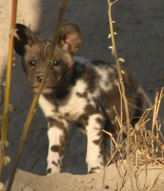 Wild dog pup at den