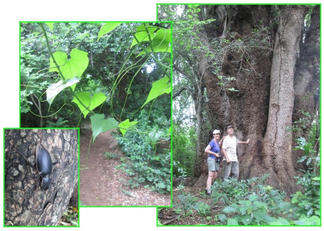 Xanthocercis zambesiaca, with Bart and Petra