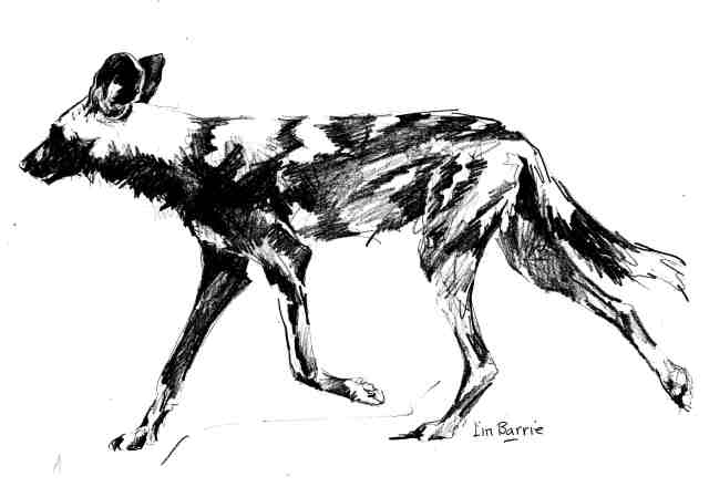 African wild dog sketch 1 BW - lo res