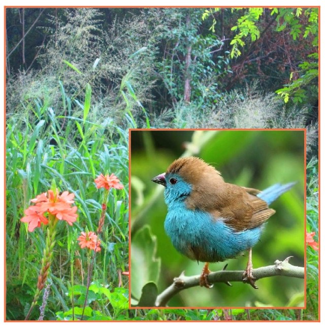 Blue waxbill grass....!