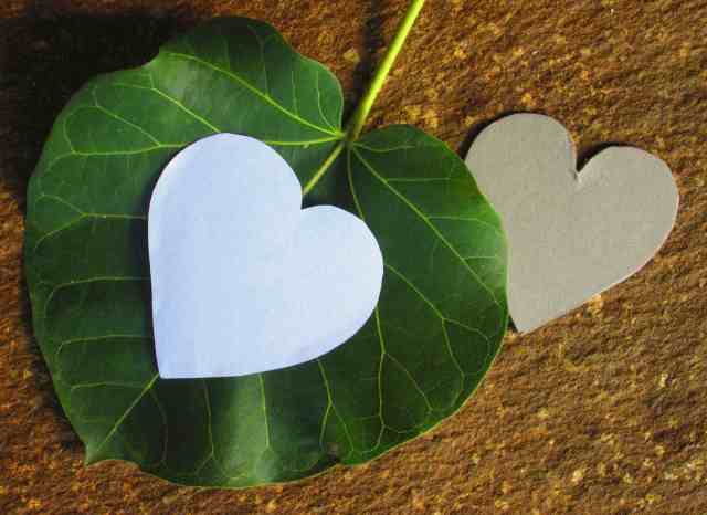 Valentine's Hearts from the bush...