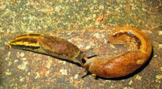 kissing slugs