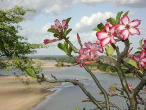 Adenium multiflorum blooming at Chilo, Save River in background...