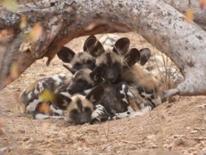 Wild dog pups..photo by AWCF