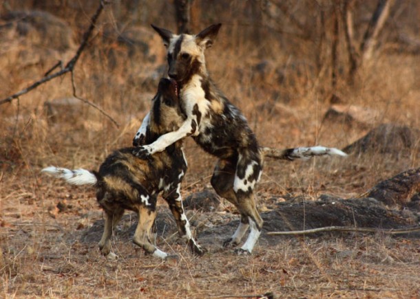 wilddogs_pups-at-play-610x435