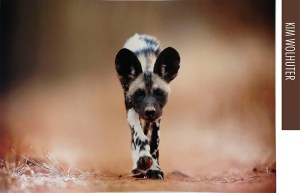 Kim Wolhuter- 'Stalker'