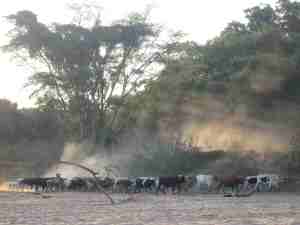 Nguni cattle