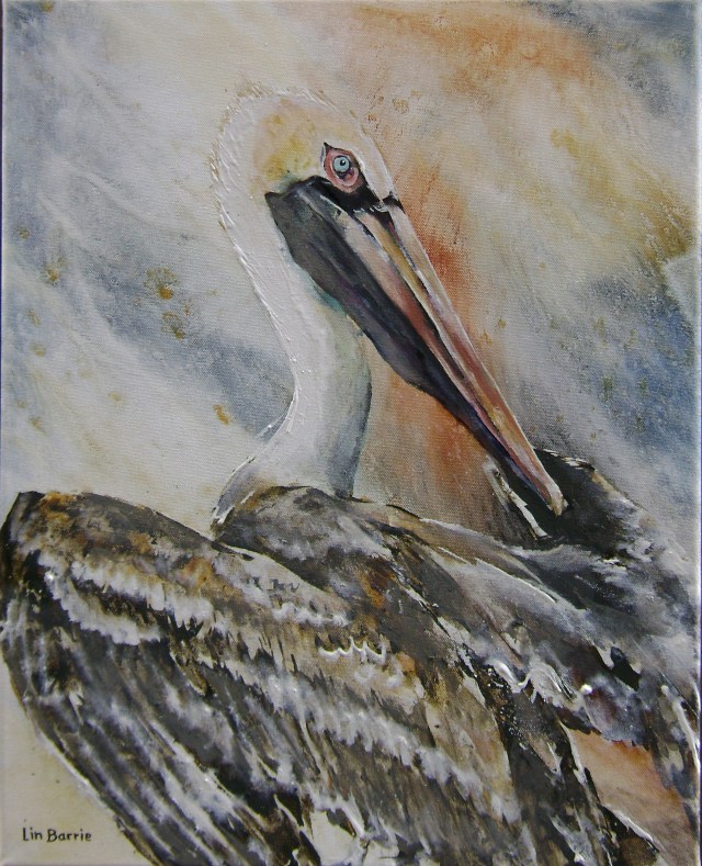 Brown Pelican Grooming