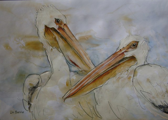 White Pelicans