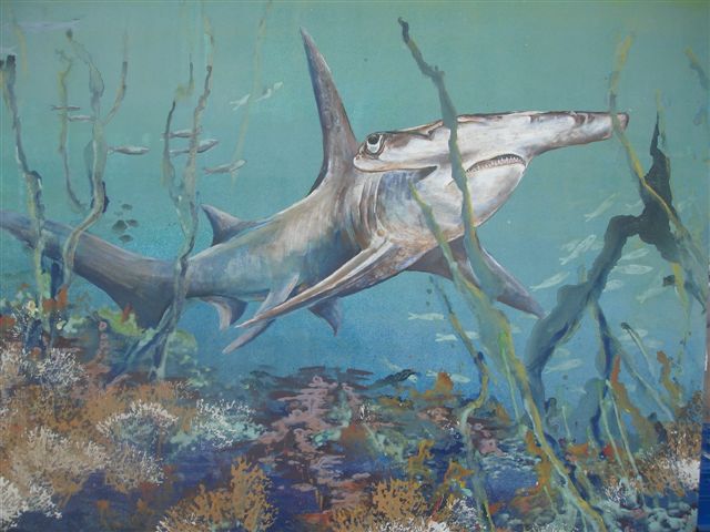 Hammerhead by Lin Barrie