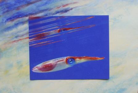 zimkey Squid Reflect