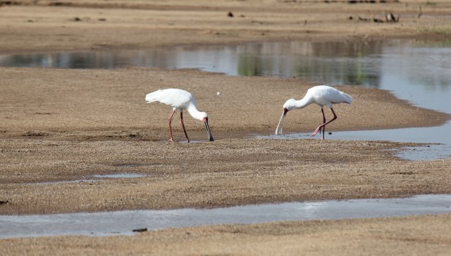 Spoonbills hunting for breakfast