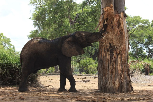 naughty but hungry....