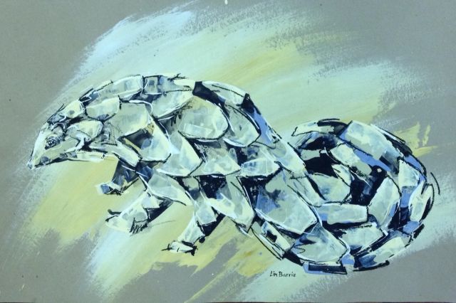 pangolin sketch from a wooden sculpture by Lin Barrie