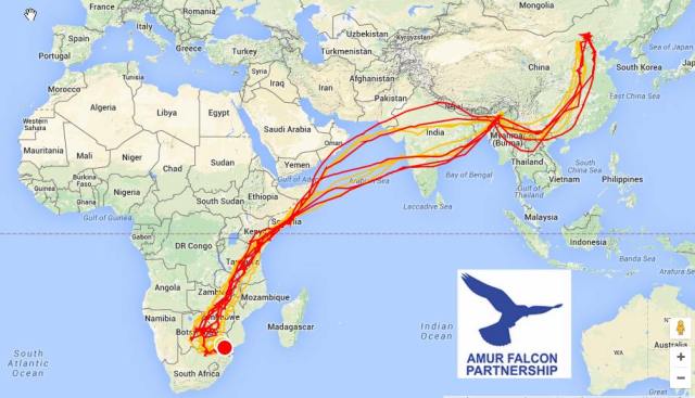 amur migration route