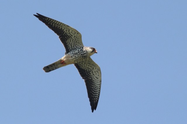 Female Amur falcon