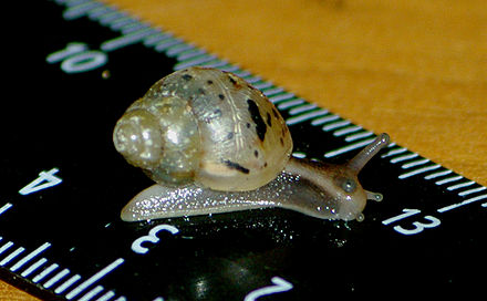 tiny achatina......